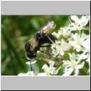 Abia fasciata - Keulhornblattwespe 02a.jpg